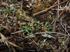 Azorella fuegiana