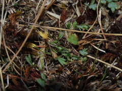 Azorella fuegiana