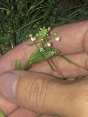 Thlaspi arvense