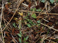 Azorella fuegiana