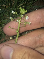 Thlaspi arvense