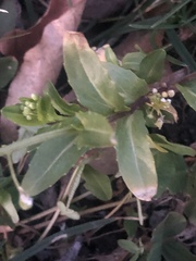 Thlaspi arvense
