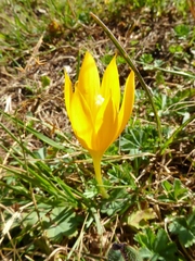 Crocus scharojanii