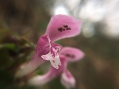 Stachydeae