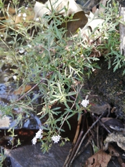 Stevia trifida