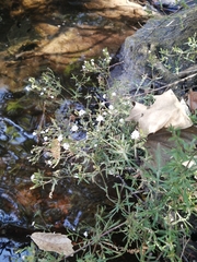 Stevia trifida