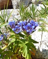 Gentiana septemfida
