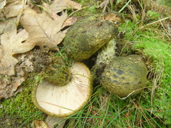 Lactarius atroviridis
