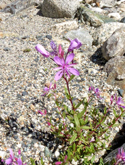 Chamaenerion colchicum