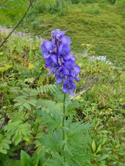 Aconitum nasutum