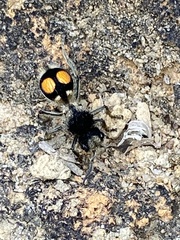 Hoplomutilla spinosa