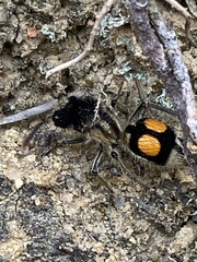 Hoplomutilla spinosa