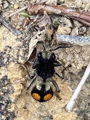 Hoplomutilla spinosa