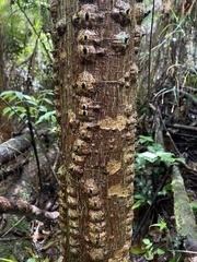 Erythrina poeppigiana
