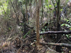 Erythrina poeppigiana