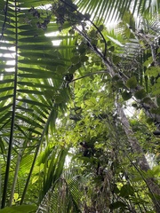 Erythrina poeppigiana