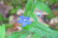 Omphalodes nitida