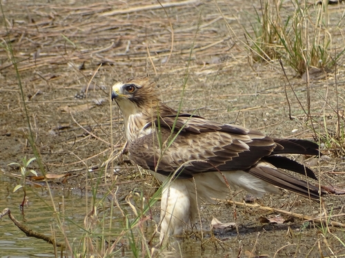 Booted Eagle