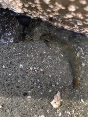 Oligocottus maculosus