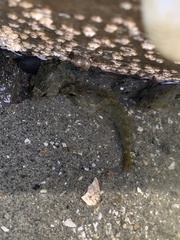 Oligocottus maculosus