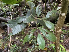 Cordia sulcata