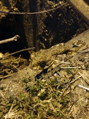 Bufotes viridis viridis