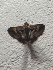 Melipotis bisinuata