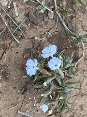 Phlox oklahomensis