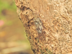 Platylomia malickyi