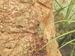 Platylomia malickyi