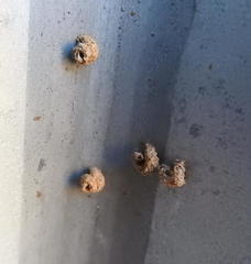 Apterona helicoidella