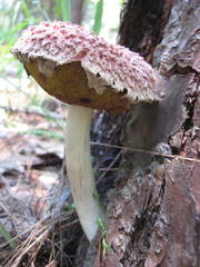 Boletellus ananas image