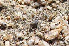 Potamopyrgus antipodarum