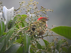 Machaeropterus striolatus