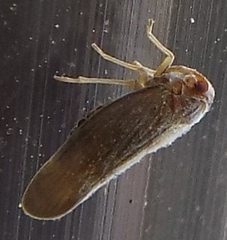 Omolicna