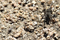 Potamopyrgus antipodarum