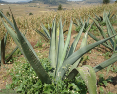 Agave mapisaga