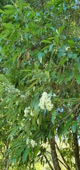 Backhousia citriodora