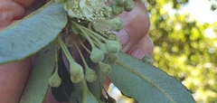 Backhousia citriodora
