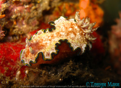 Glossodoris