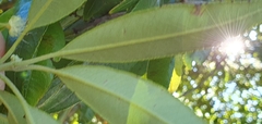 Backhousia citriodora