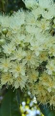 Backhousia citriodora