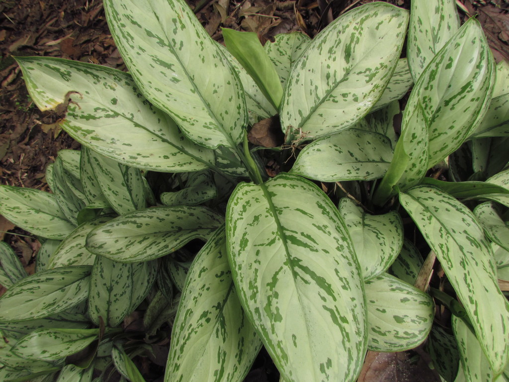 Café-de-salão (Aglaonema nitidum 'Silver Queen') - PictureThis