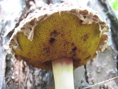 Boletellus ananas image