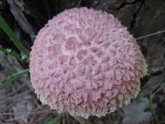 Boletellus ananas image
