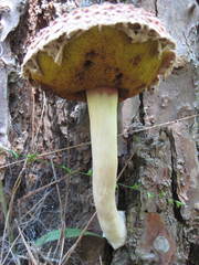 Boletellus ananas image