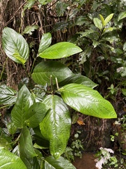 Piper glabrescens
