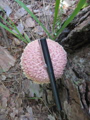 Boletellus ananas image