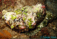 Scorpaenopsis diabolus