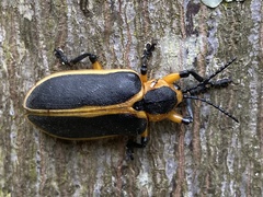 Mecistomela marginata